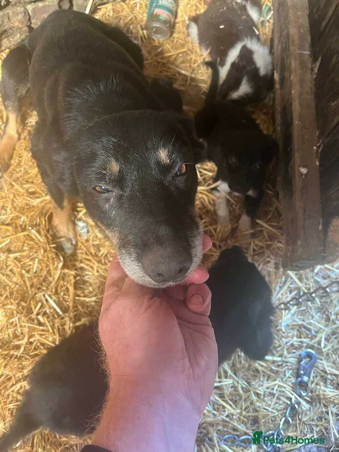 Border Collie dogs for sale: 5beautiful border collie puppies - Image 14