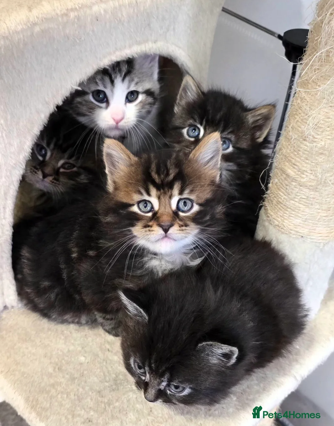 Mixed Breed cats for sale: Maine Coone Cross Kittens - Advert 14