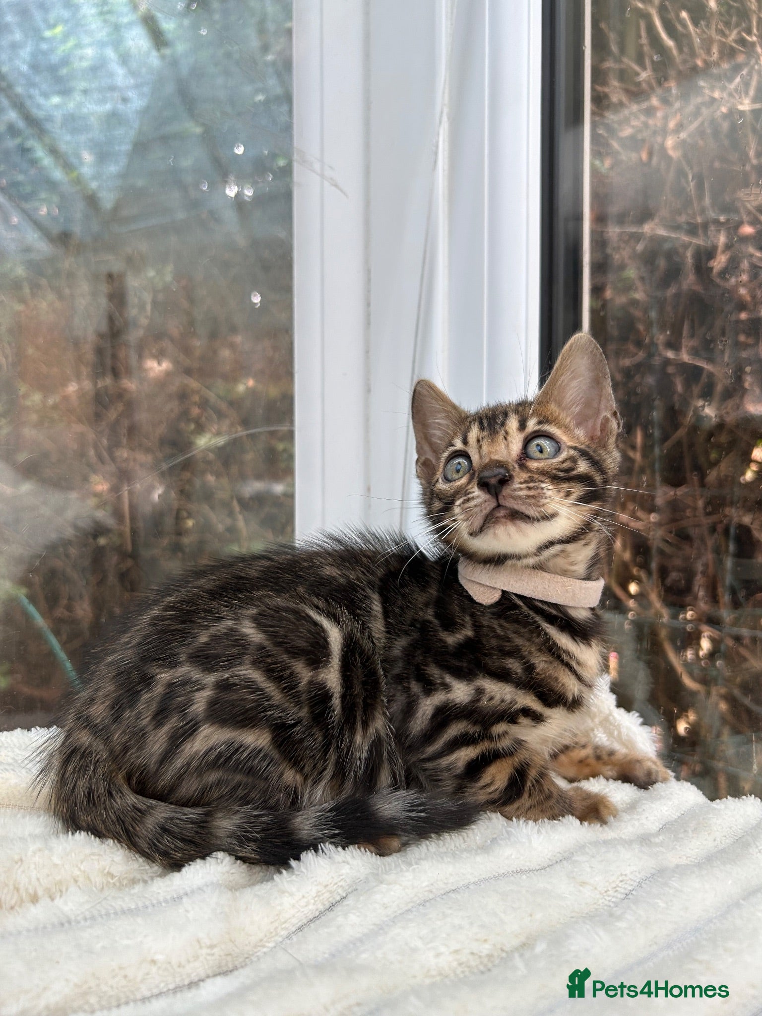 Bengal cats Pure Bengal Kittens ❤️ready for their new home 🏡  - Advert 2