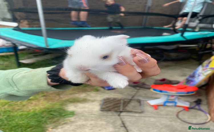 Mini Lion Lop rabbits - Advert 2