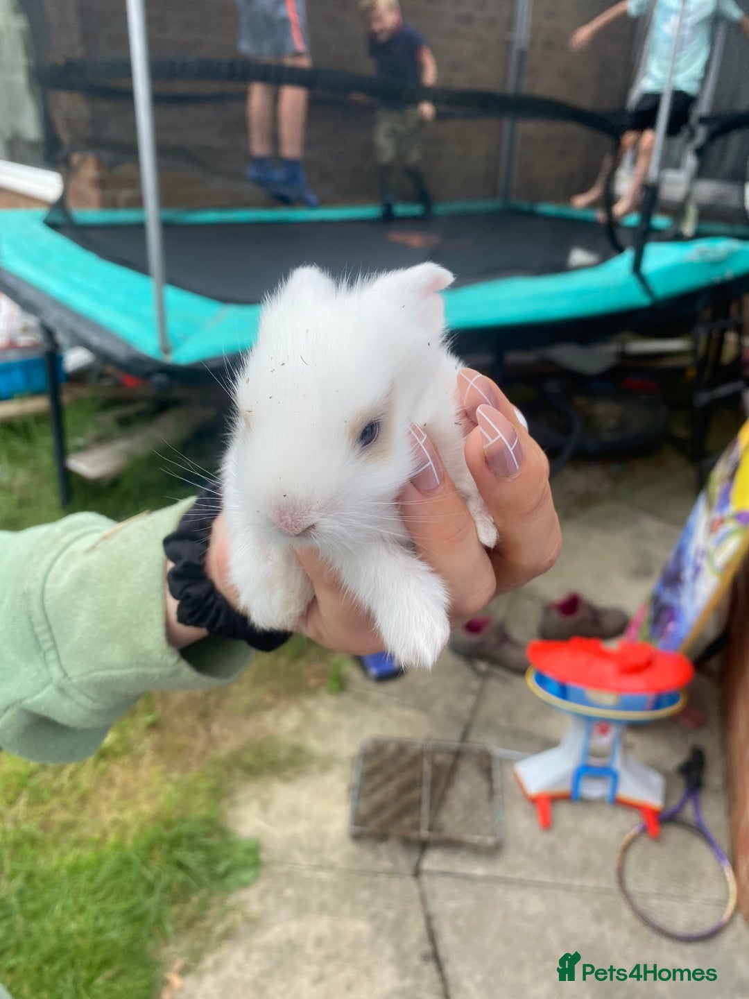 Mini Lion Lop rabbits for sale: Baby rabbit  - Image 1