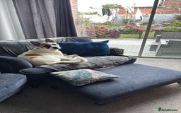 Mixed Breed dogs for sale: 9 month old Akita x puppy - Image 3