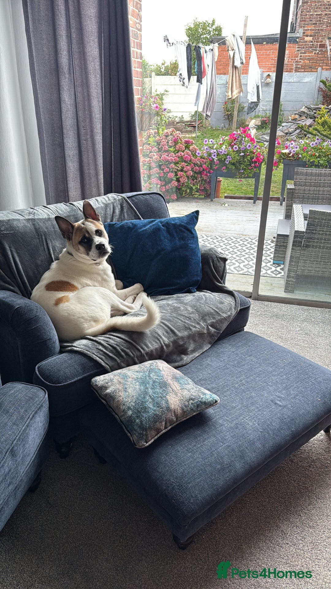Mixed Breed dogs for sale: 9 month old Akita x puppy - Image 3
