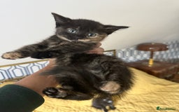 British Shorthair cats for sale: Pure British Shorthair Kittens Ready Now! - Image 6