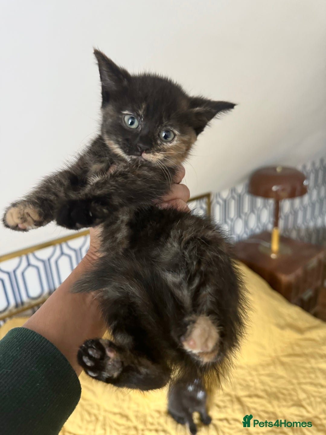 British Shorthair cats for sale: Pure British Shorthair Kittens Ready Now! - Image 6