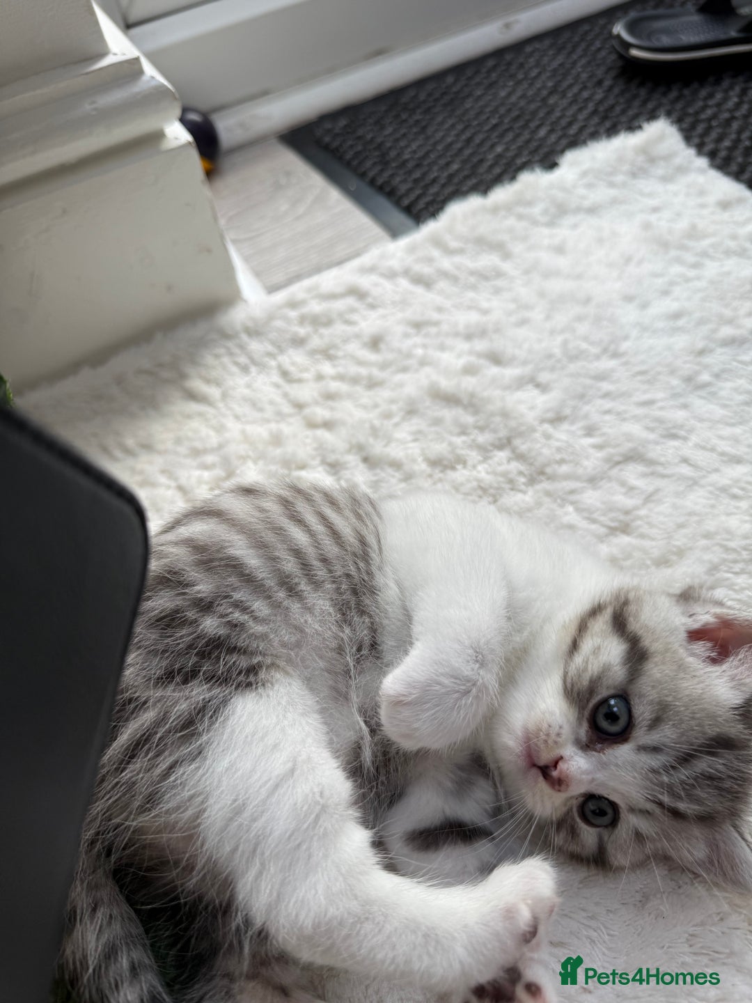 British Shorthair cats for sale: Stunning Scottish Straights - Image 5