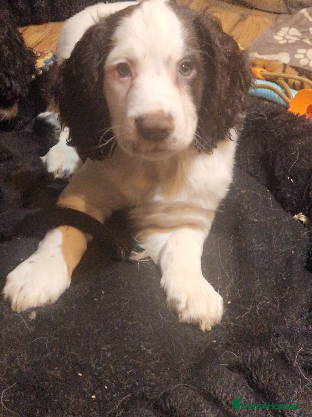 Cocker Spaniel dogs for sale: Last boy left !! working cocker spaniels - Advert 28