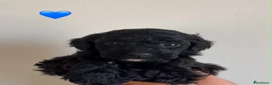 Black Boy