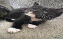 Mixed Breed cats for sale: Black and White kittens left! Ready Now!!  - Image 16