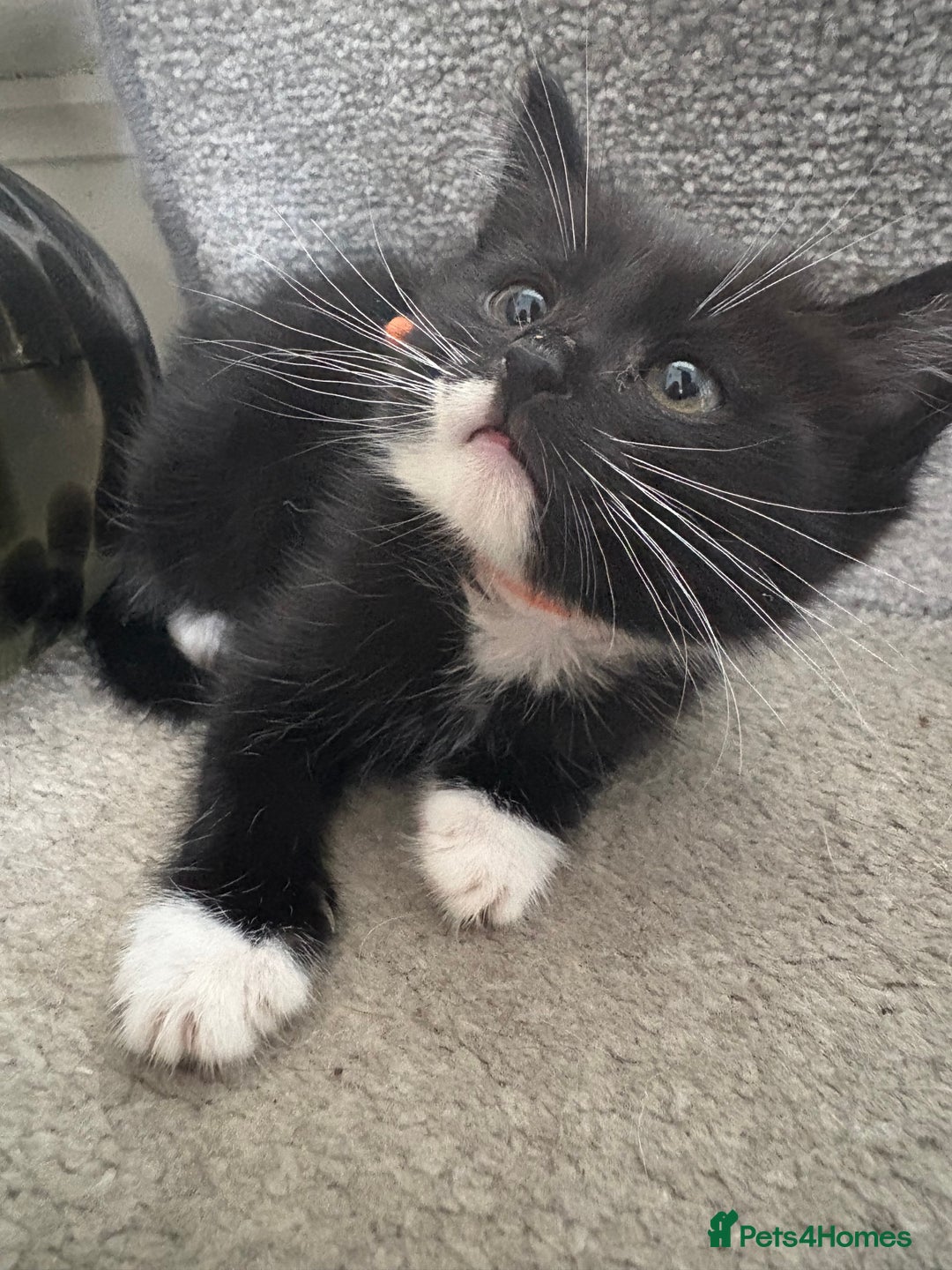 Mixed Breed cats for sale: Black and White kittens left! Ready Now!!  - Image 16