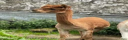 Alpaca livestock for sale: 3 Pet Males in Canonbie - Advert 3