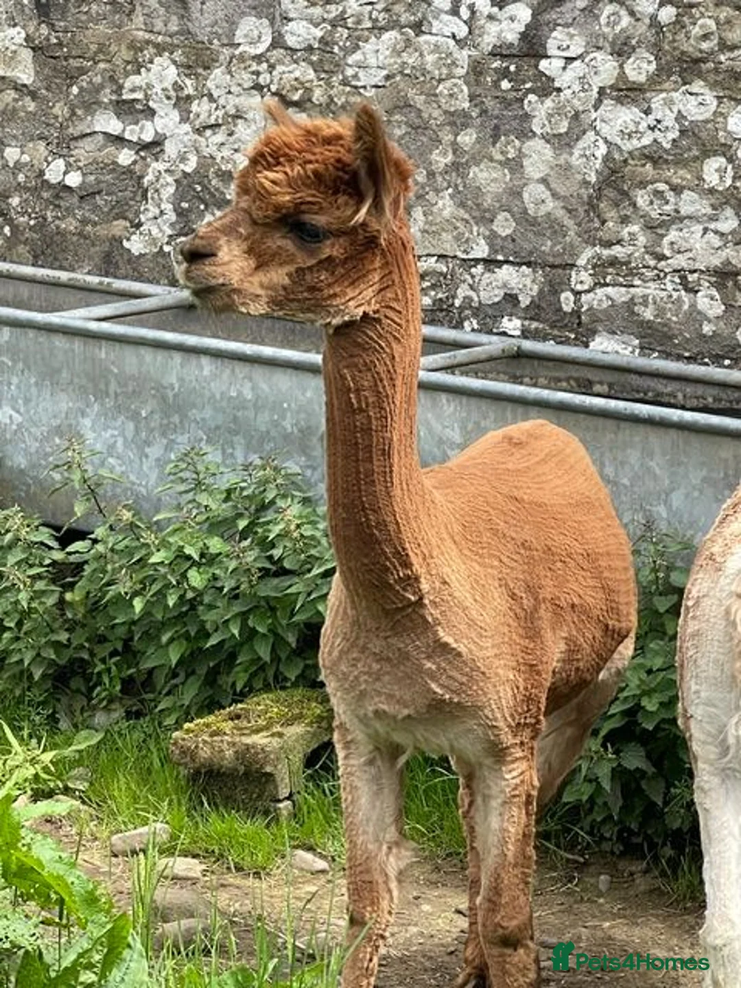 Alpaca livestock for sale: 3 Pet Males in Canonbie - Advert 3
