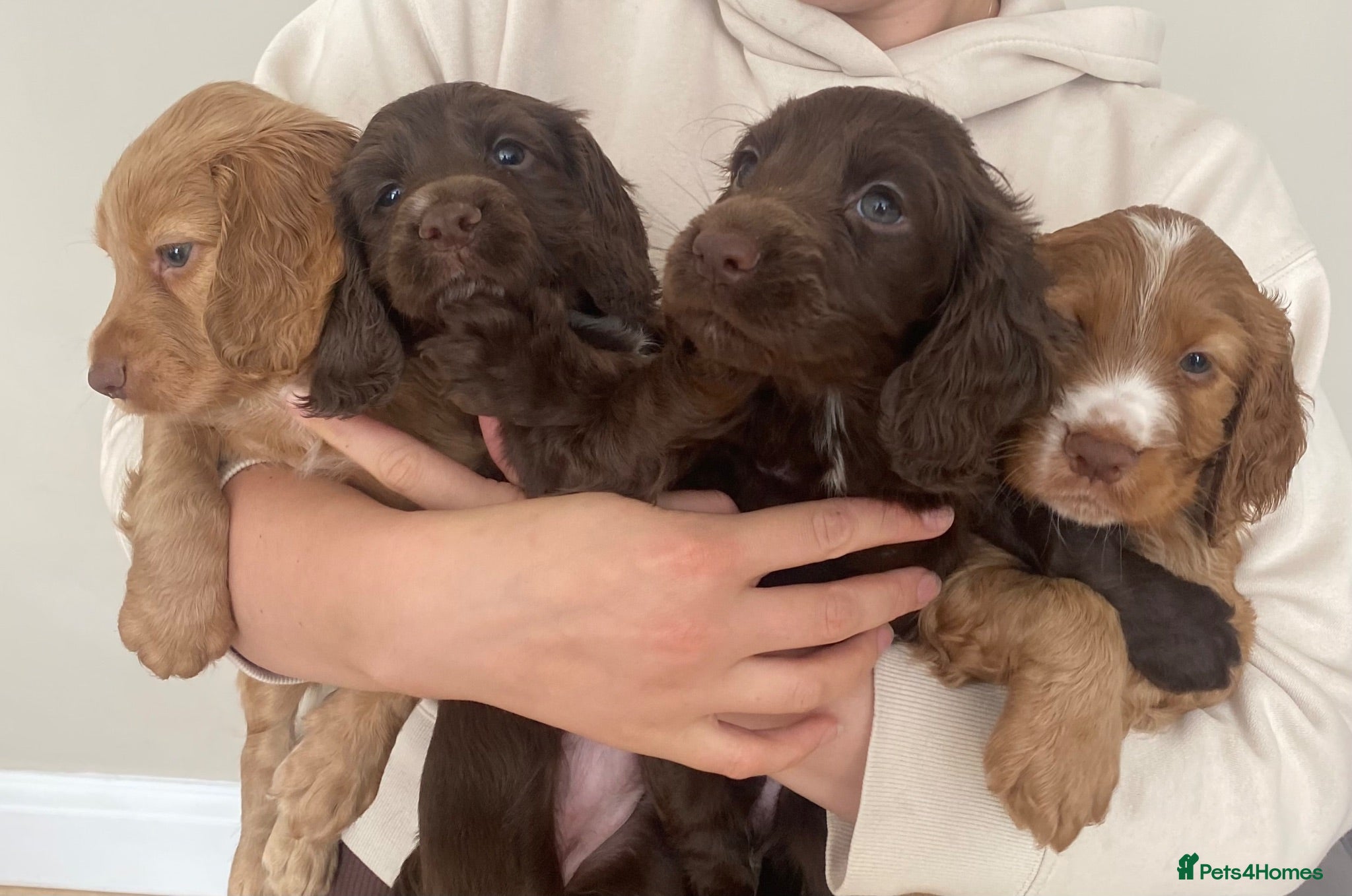 Cocker Spaniel dogs Working cocker spaniel puppies - Advert 14