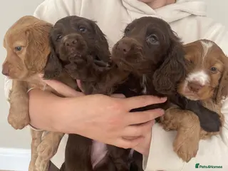 Cocker Spaniel dogs Working cocker spaniel puppies - Advert 4