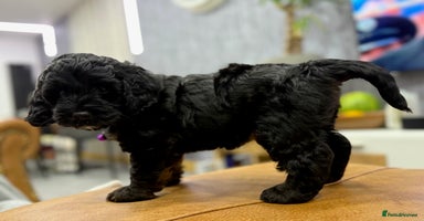 Cockapoo dogs - Advert 5