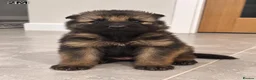 German Shepherd dogs for sale: German Shepherd Puppies | 5 Male, 3 Female - Advert 5