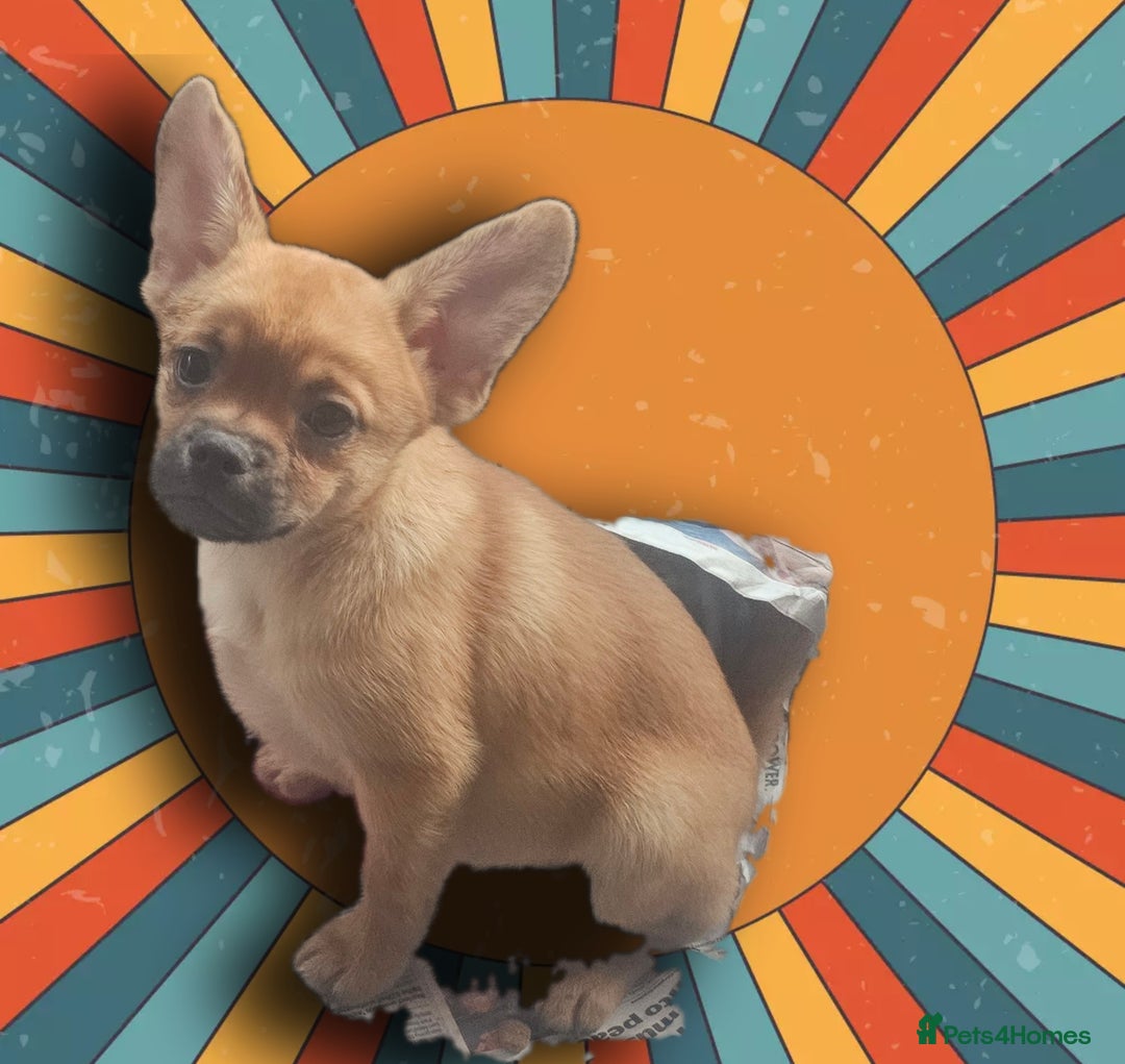 French Bulldog dogs for sale: ❤️⭐️  Adorable Frenchie poms ❤️⭐️ ONLY 3 LEFT ⭐️ - Advert 8