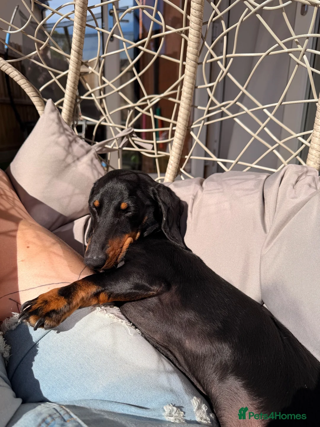 Miniature Dachshund dogs for sale: Miniature dachshund  - Advert 2