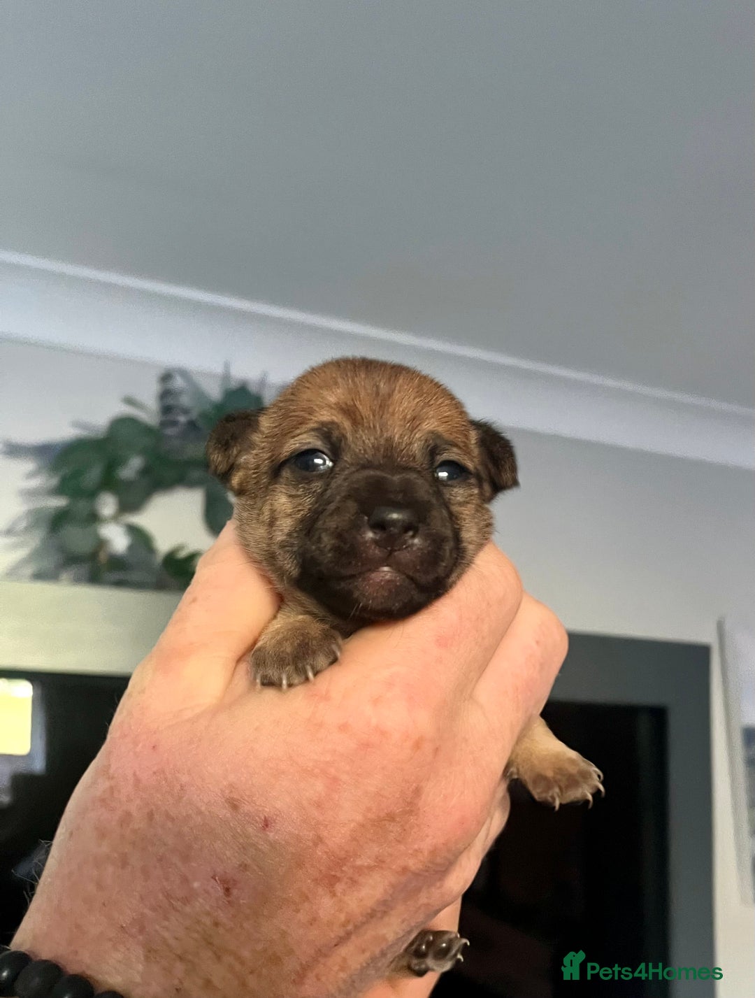 Jack Russell dogs for sale: ** Stunning Pure Miniature Jack Russell Pups ** - Image 16