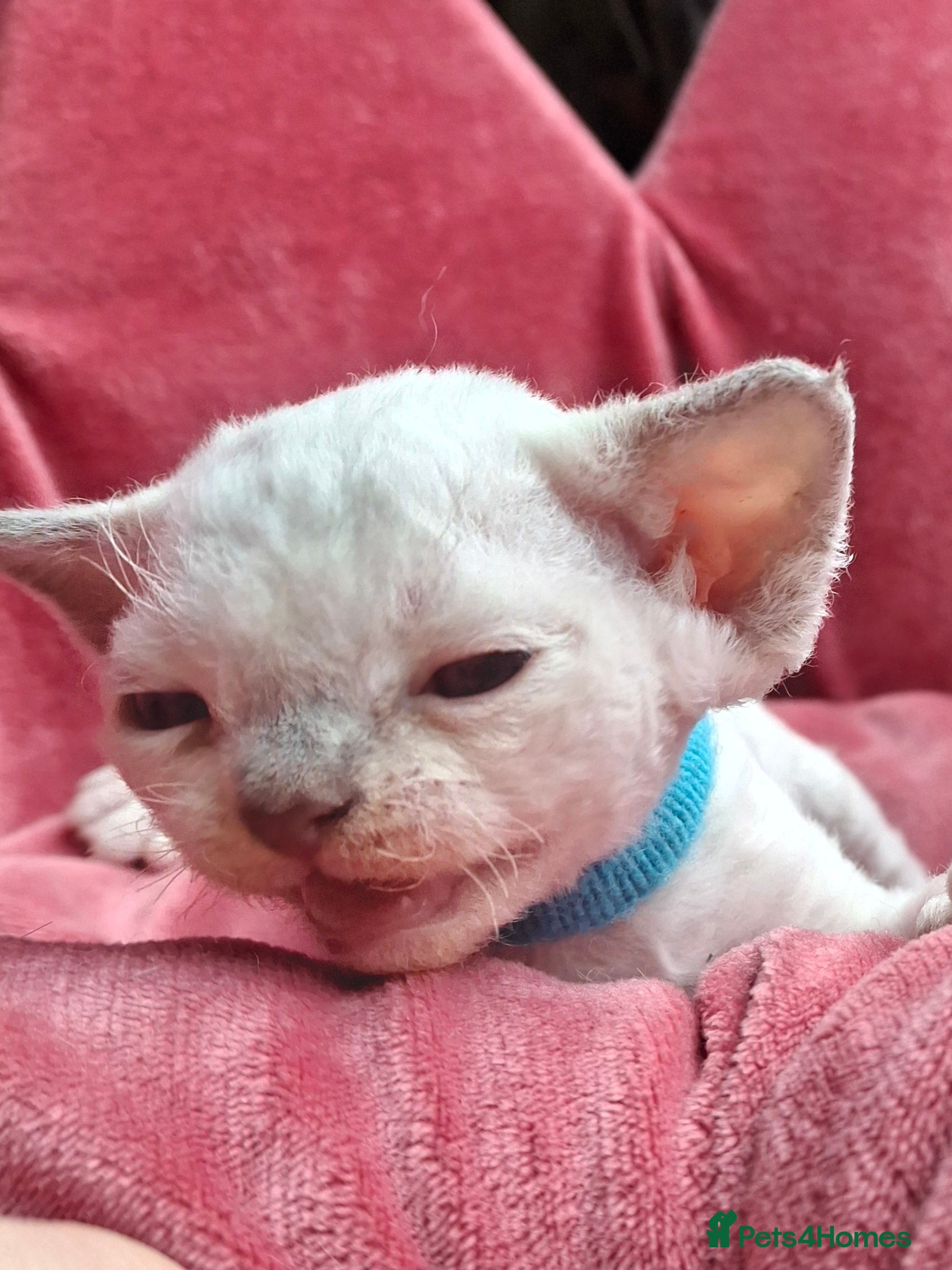 Devon Rex cats 🌸 Wonderful Devon Rex Kittens FIFE registered  🌸 - Advert 1