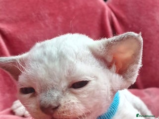 Devon Rex cats 🌸 Wonderful Devon Rex Kittens FIFE registered 🌸 - Advert 1
