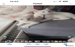 Turkish Angora cats for sale: Mainecoon x  - Image 2