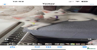 Turkish Angora cats - Advert 13