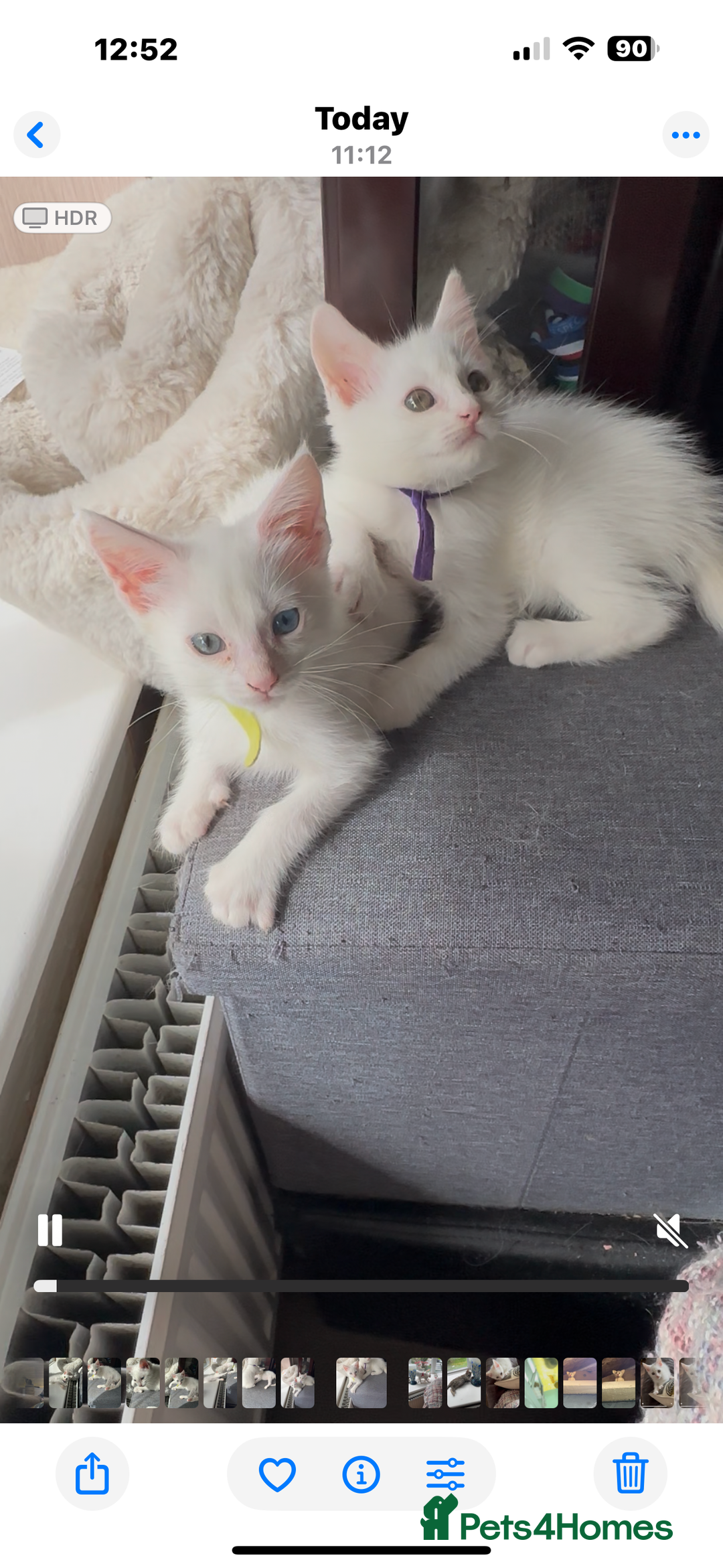 Turkish Angora cats for sale: Mainecoon x  - Image 2