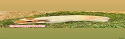 Guinea Pig rodents for sale: Female and male guinea pigs  - Advert 16