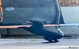 Patterdale Terrier dogs for sale: Patterdale terrier rehoming - Image 2