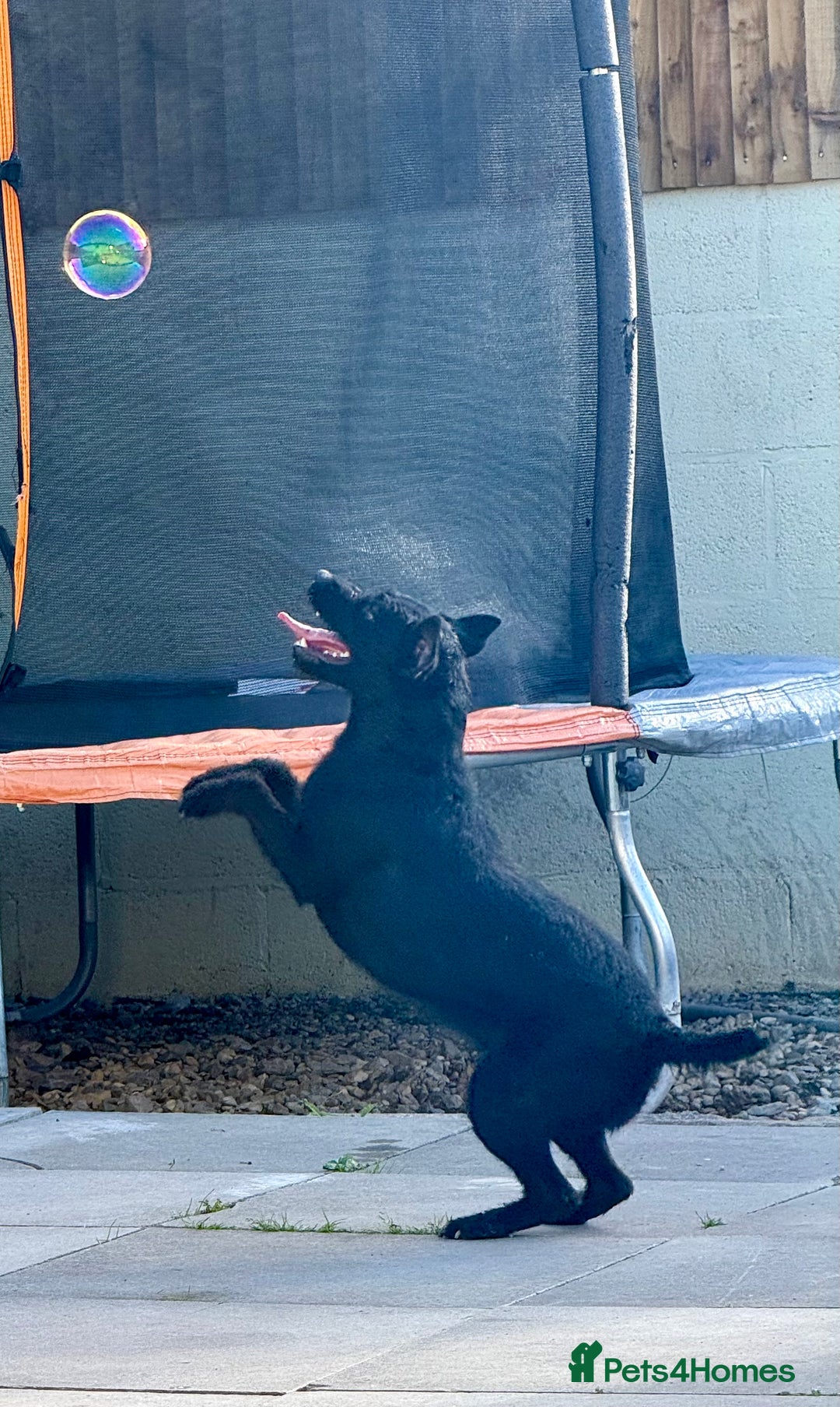Patterdale Terrier dogs for sale: Patterdale terrier rehoming - Image 2