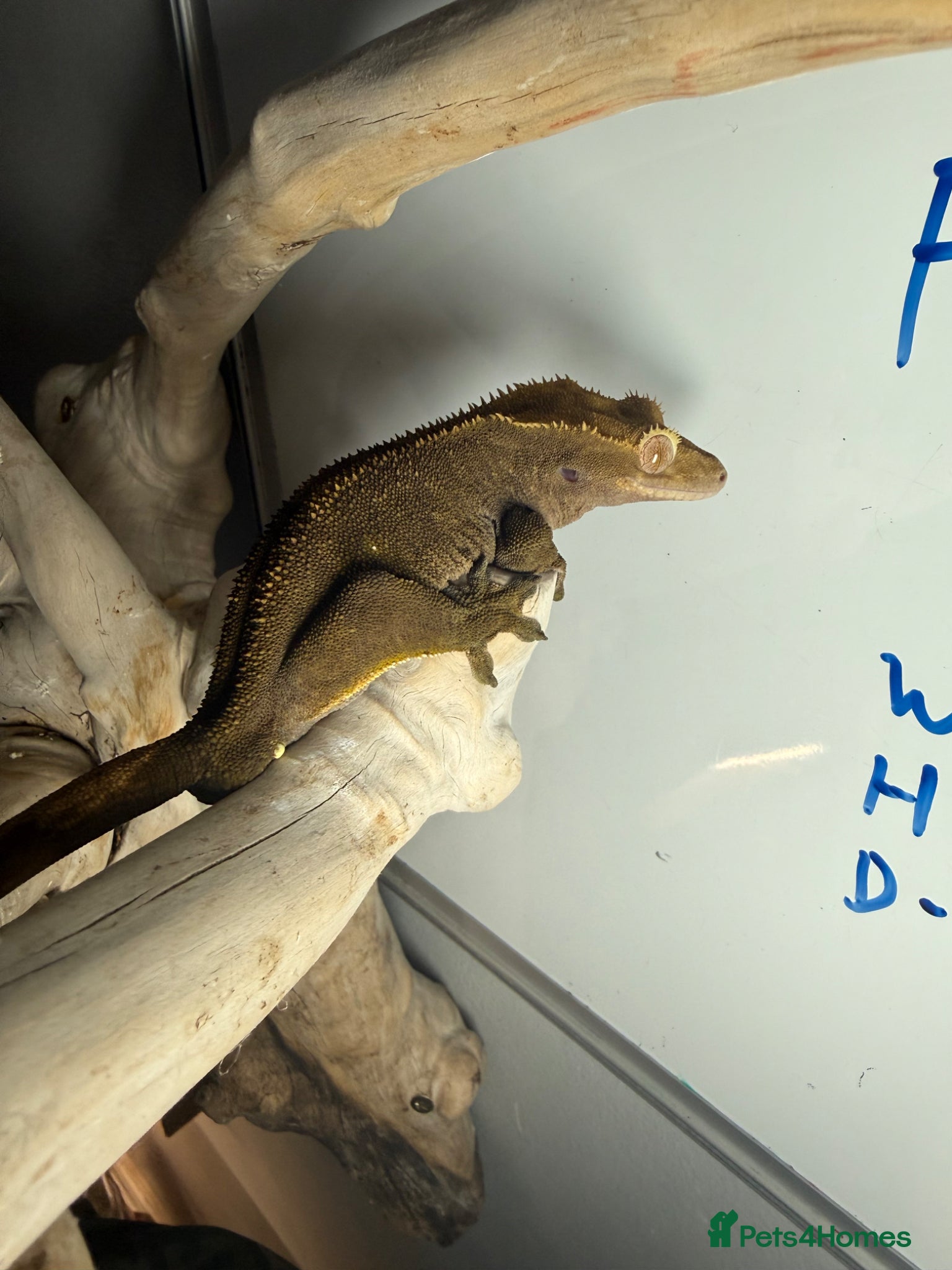 Gecko reptiles Assorted crested geckos  - Advert 13