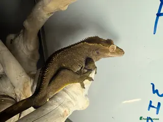Gecko reptiles Assorted crested geckos - Advert 13