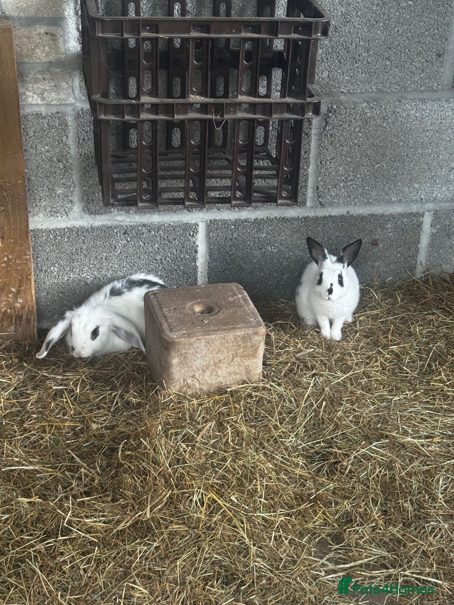 English Lop rabbits Pair of females bunnies.  - Advert 2