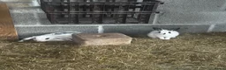 English Lop rabbits for sale: Pair of females bunnies.  - Advert 1