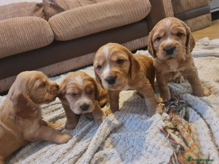 Cocker Spaniel dogs - Advert 8