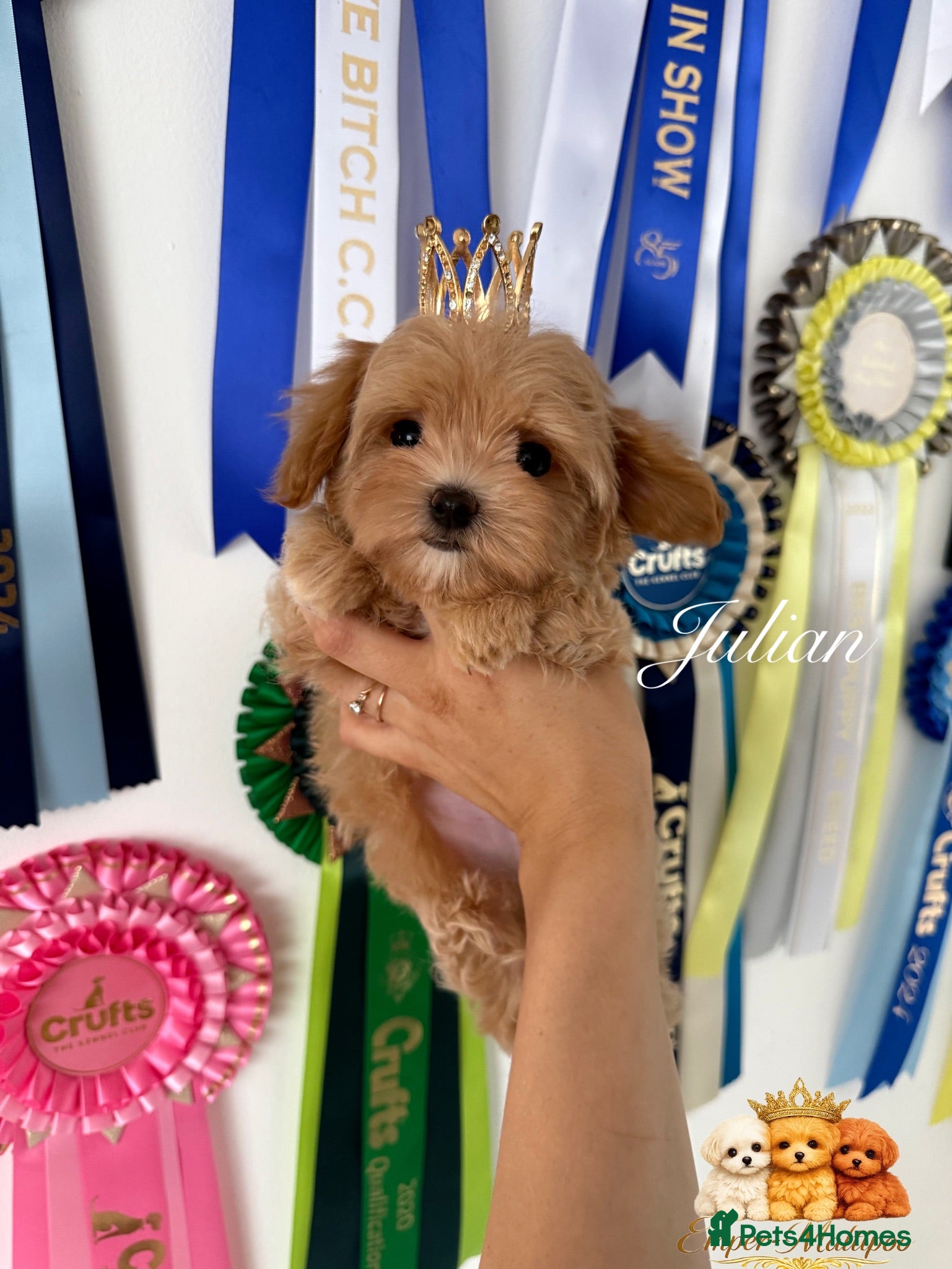 Maltipoo dogs Tiny teddy Maltipoo- from Asian teddy poodle dad - Advert 13