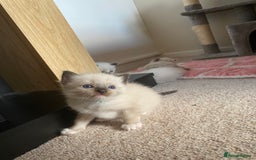 Ragdoll cats for sale: 6 ragdoll kittens  - Image 16