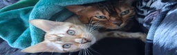 Bengal cats for stud: GANDALF Snow Mink Blue Carrier Russia Lines in Gateshead - Advert 17