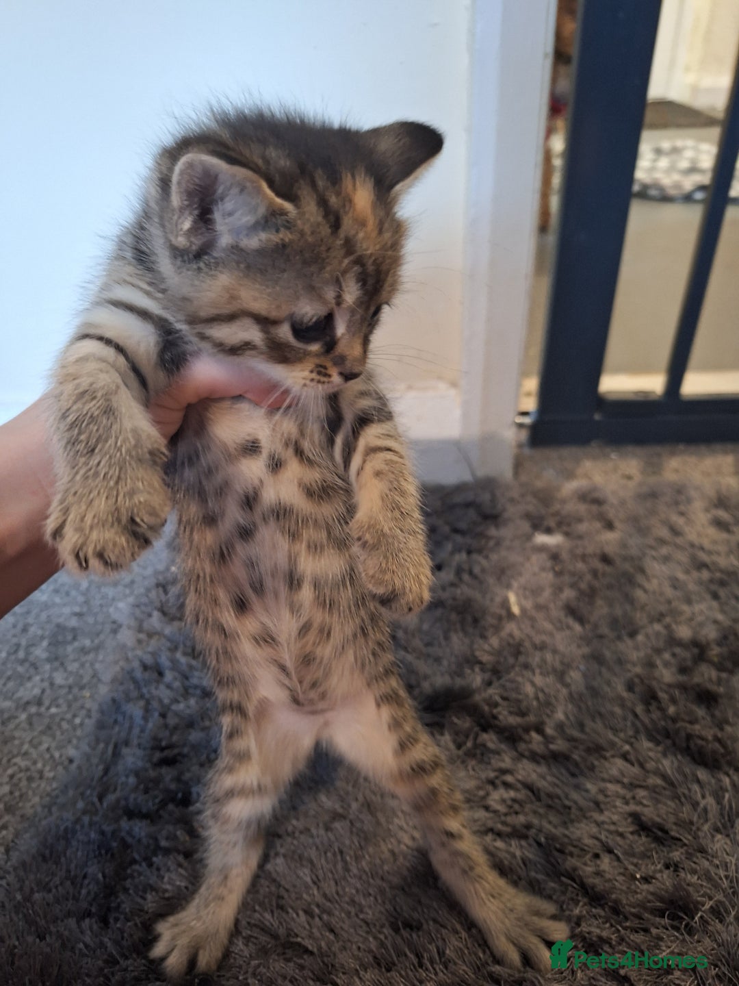 Mixed Breed cats for sale: Mix breed kittens, 1/4 ragdoll  - Advert 29