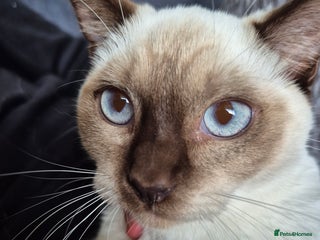 Snowshoe cats - Advert 30