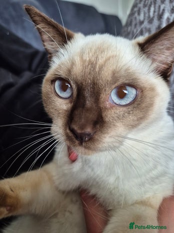 Snowshoe cats - Advert 1