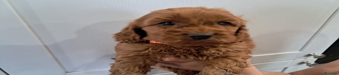 Cockapoo Puppy 5