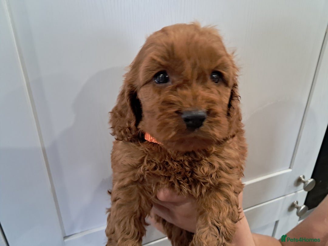 Cockapoo dogs for sale: 5* minature cockapoos - Image 3