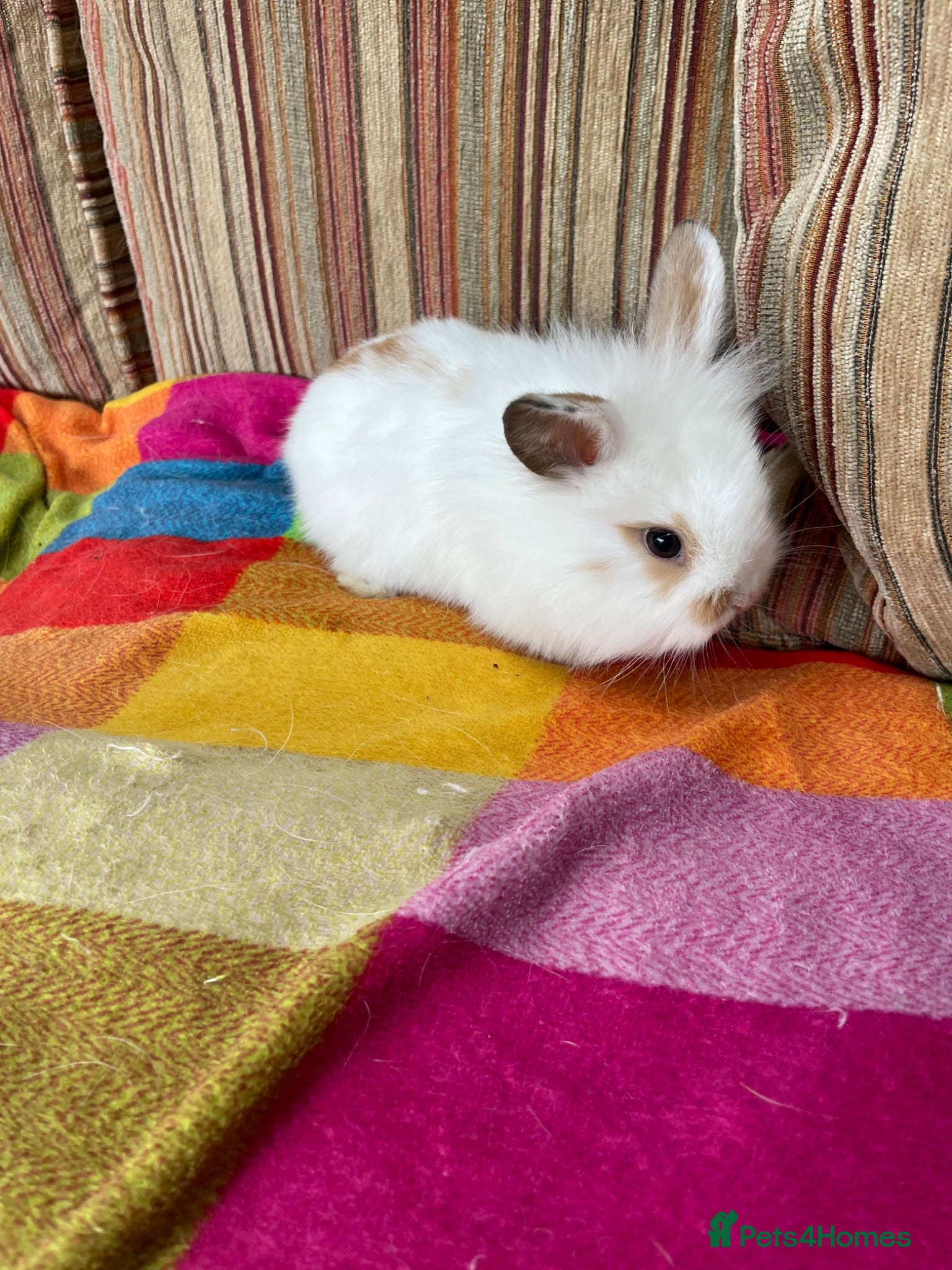 Netherland Dwarf rabbits 3 Baby Rabbits  - Advert 1