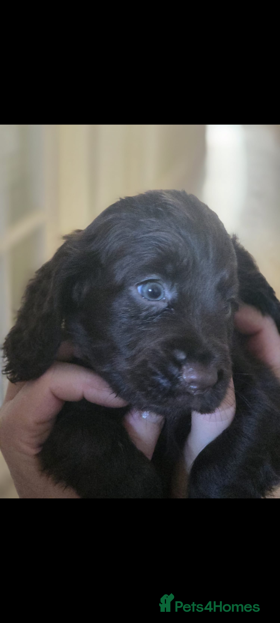 Cocker Spaniel dogs for sale: 5 Gen KC Registered working Cocker Spaniel pups  - Advert 4