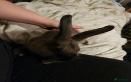Rex rabbits for sale: Beautiful Rex and Mini lop cross breed 🐰 bunny's  - Image 8