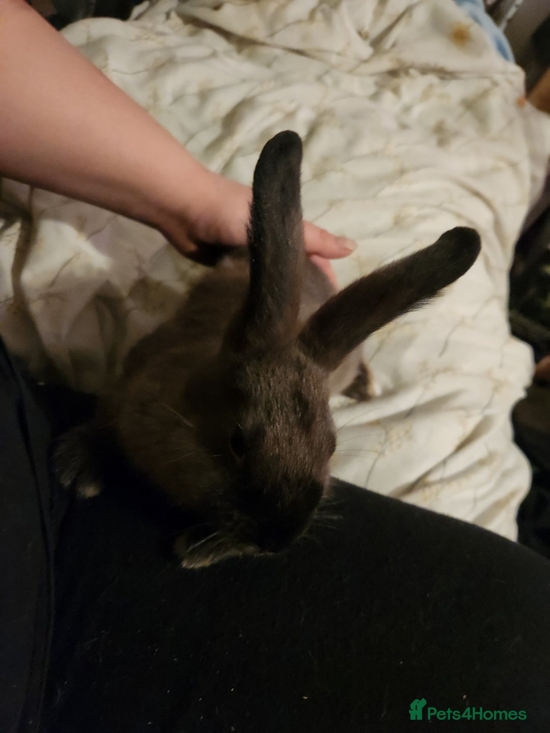 Rex rabbits for sale: Beautiful Rex and Mini lop cross breed 🐰 bunny's  - Image 8