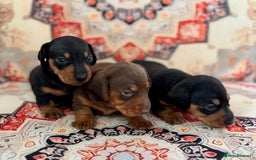 Miniature Dachshund dogs for sale: Mini Dachshund puppies, PRA clear, health tested - Image 7