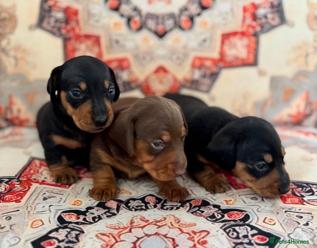 Miniature Dachshund dogs for sale: Mini Dachshund puppies, PRA clear, health tested - Image 7